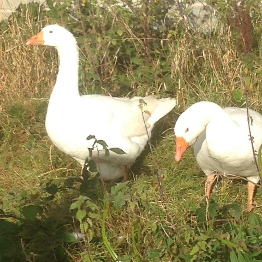 Broadacre Farm Bed and Breakfast Stabannan Esterno foto